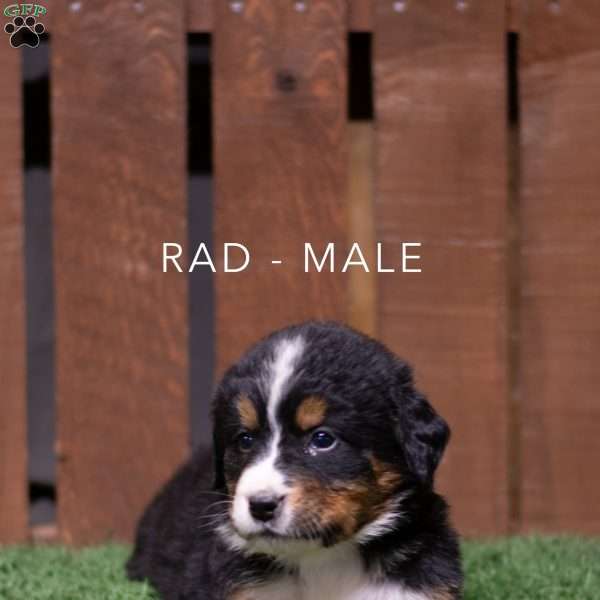 Rad, Bernese Mountain Dog Puppy